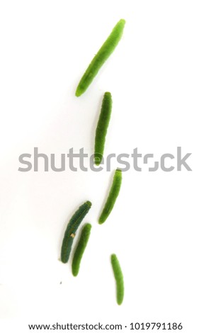 Similar – Image, Stock Photo A finger ring, spontaneously woven from blades of grass on a walk.