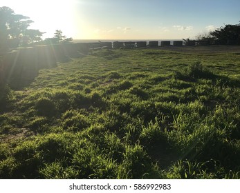 Green yard and sunlight for background.