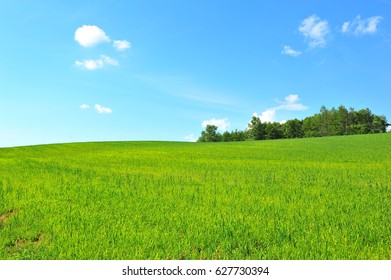 Green Yard Under The Nice Sky In Summer