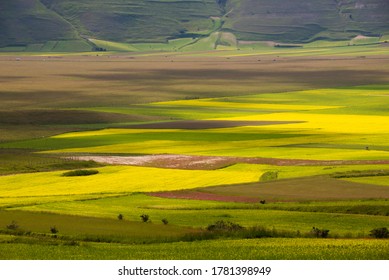 Green and yellow agriculture cultivated fields