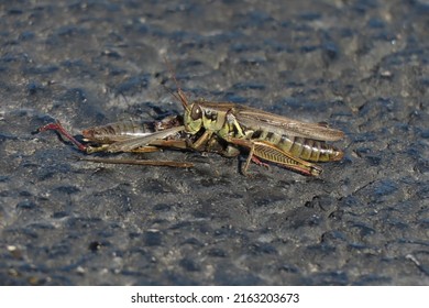 1,158 Grasshopper Plague Images, Stock Photos & Vectors | Shutterstock