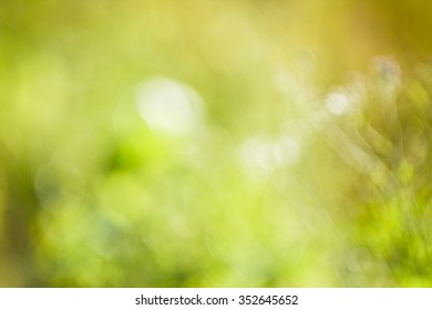 Green And Yellow Bokeh From The Grass.