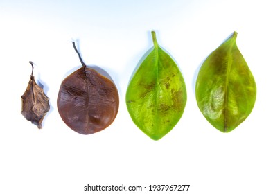 72,214 Wither Leaf Images, Stock Photos & Vectors | Shutterstock