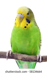 8,357 Green Budgie Images, Stock Photos & Vectors 