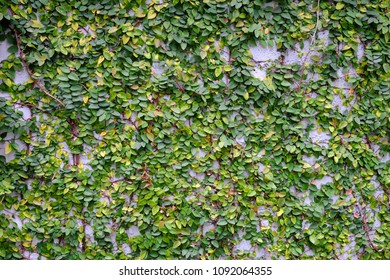 green and yellow climbing plants on concrete wall blackground