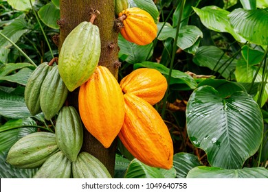 Green and Yellow Cocoa pods grow on tree. The cocoa tree ( Theobroma cacao ) with fruits. - Shutterstock ID 1049640758
