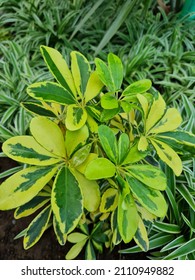 Green Yellow The Color Of The Dwarf Umbrella Tree Plant Is Attractive And Refreshing To Look At