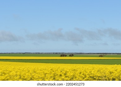 Green And Yellow Farm - Yorke Peninsula