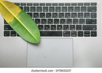 Green Yellow Ficus Leaf On Laptop Keyboard Overhead Top View