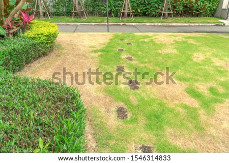 Green and yellow grass texture, the front yard is disturbed by pests and diseases causing damage to the green lawns,  in poor condition, and requiring maintenance lawn in bad condition patchy grass.