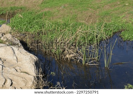 Green yellow grasses, tiny green and dried branches in stream in village on summer day. riverside and big rocks in farm. Permaculture Plants, wild watercress, reeds and reflected warm sun in lake.