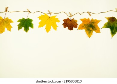 Green and yellow maple leaves attached with clothespin to craft rope. Frame dry fallen leaves. Design template for logo, invitation, greetings. Fall laconic stylish minimalist deciduous foliage border