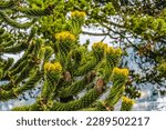 Green Yellow Monkey Puzzle Tree Blooming Macro Araucaria Araucana Gig Harbor Bellevue Washington State. Native to New Caledonia.