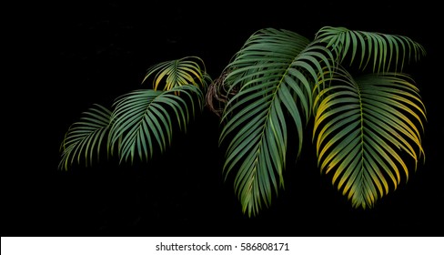 Green And Yellow Palm Leaves, Tropical Plant Growing In Wild On Black Background.