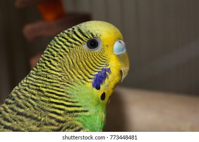 Green Yellow Parakeet Close Photograph Green Stock Photo 773448481 ...