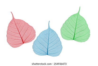green, yellow and red leaves bodhi , macro, isolated on white