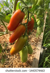 Green Yellow And Red Tomatoes In The Hoop House