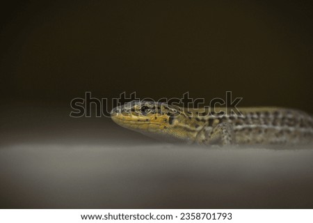 green and yellow reptilian lizard. reptilian lizard on blur background. green and brown lizard.