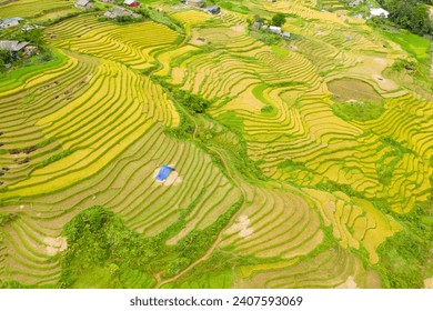 The green and yellow rice terraces on the green tropical mountains, in Asia, Vietnam, Tonkin, Sapa, towards Lao Cai, in summer, on a cloudy day.