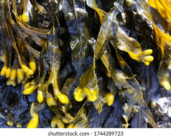 Green And Yellow Seaweed Fucus