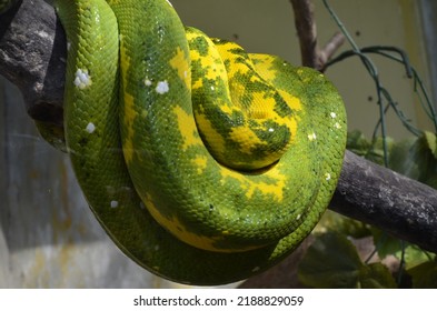 Green Yellow Snake Sleeping Branch Stock Photo 2188829059 | Shutterstock