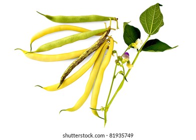 Green Yellow Spotted Pod Beans Flowers Stock Photo 81935749 | Shutterstock