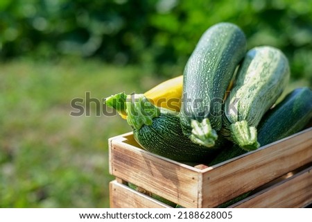 Green and yellow zucchini harvest in wooden box at green garden background. Copyspace