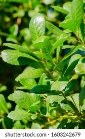 Green Yerba Mate Leaves Picture