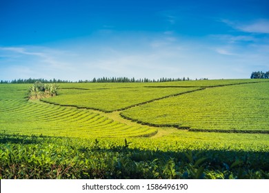 Green Yerba Mate Tea Plantation Field In Province Misiones Argentina, 