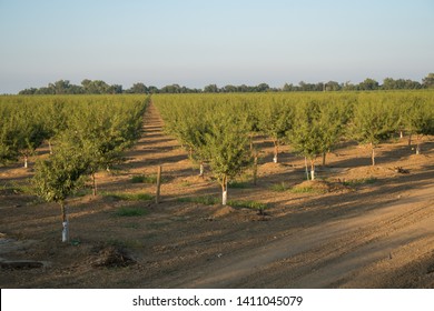 Green Young Almond Tree Orchard