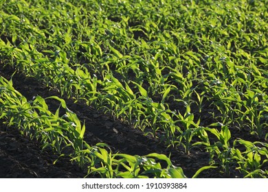 594 Corn field perspective ground Images, Stock Photos & Vectors ...