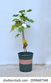 Green Young Cotton Plant In Pot Isolated On White Background, Selective Focus. 