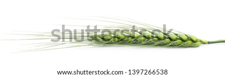 Green young ears of wheat isolated on white background, with clipping path