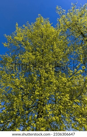green young foliage of spring lime trees , lime trees during spring growth of green foliage