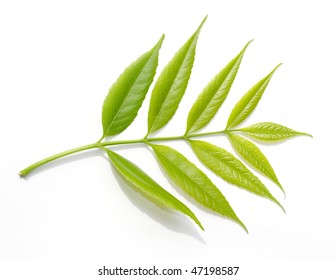 Green Young Leaf Isolated On White Stock Photo 47198587 