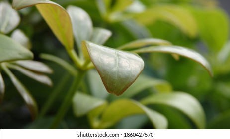 Green Young Leaves Of Schefflera Grandiflora (Wali Songo). For Indoor It Has Benefits To Purify The Air From Smoke Polution. The Leaves And Bark Can Be Used For Desease Treatment.