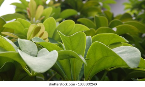 Green Young Leaves Of Schefflera Grandiflora (Wali Songo). For Indoor It Has Benefits To Purify The Air From Smoke Polution. The Leaves And Bark Can Be Used For Desease Treatment.