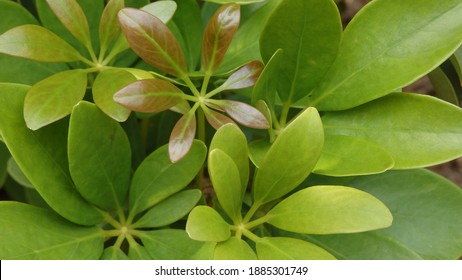 Green Young Leaves Of Schefflera Grandiflora (Wali Songo). For Indoor It Has Benefits To Purify The Air From Smoke Polution. The Leaves And Bark Can Be Used For Desease Treatment.