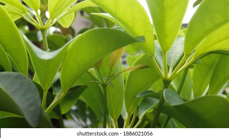 Green Young Leaves Of Schefflera Grandiflora (or Wali Songo Plant In Indonesia). For Indoor It Can Purify The Air From Smoke Polution. The Leaves And Bark Can Be Used For Some Deseases Treatment.