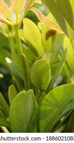 Green Young Leaves Of Schefflera Grandiflora (or Wali Songo Plant In Indonesia). For Indoor It Can Purify The Air From Smoke Polution. The Leaves And Bark Can Be Used For Some Deseases Treatment.