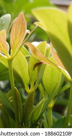 Green Young Leaves Of Schefflera Grandiflora (or Wali Songo Plant In Indonesia). For Indoor It Can Purify The Air From Smoke Polution. The Leaves And Bark Can Be Used For Some Deseases Treatment.