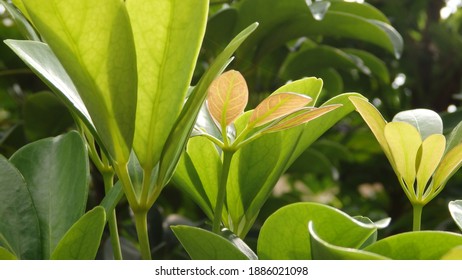 Green Young Leaves Of Schefflera Grandiflora (or Wali Songo Plant In Indonesia). For Indoor It Can Purify The Air From Smoke Polution. The Leaves And Bark Can Be Used For Some Deseases Treatment.