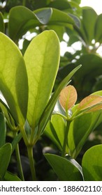 Green Young Leaves Of Schefflera Grandiflora (or Wali Songo Plant In Indonesia). For Indoor It Can Purify The Air From Smoke Polution. The Leaves And Bark Can Be Used For Some Deseases Treatment.