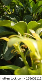 Green Young Leaves Of Schefflera Grandiflora (or Wali Songo Plant In Indonesia). For Indoor It Can Purify The Air From Smoke Polution. The Leaves And Bark Can Be Used For Some Deseases Treatment.