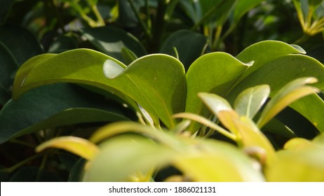 Green Young Leaves Of Schefflera Grandiflora (or Wali Songo Plant In Indonesia). For Indoor It Can Purify The Air From Smoke Polution. The Leaves And Bark Can Be Used For Some Deseases Treatment.