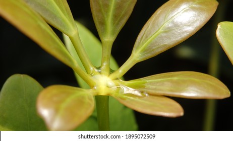 Green Young Leaves Of Schefflera Grandiflora (or Wali Songo Plant In Indonesia). For Indoor, It Can Purify The Air From Smoke Polution. The Leaves And Bark Can Be Used For Some Deseases Treatment.