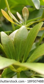 Green Young Leaves Of Schefflera Grandiflora (or Wali Songo Plant In Indonesia). For Indoor, It Can Purify The Air From Smoke Polution. The Leaves And Bark Can Be Used For Some Deseases Treatment.