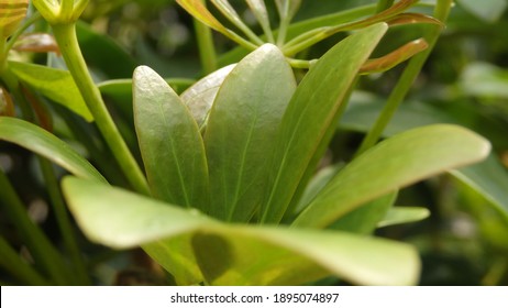 Green Young Leaves Of Schefflera Grandiflora (or Wali Songo Plant In Indonesia). For Indoor, It Can Purify The Air From Smoke Polution. The Leaves And Bark Can Be Used For Some Deseases Treatment.