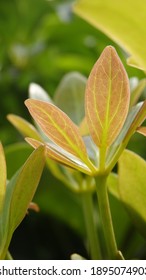 Green Young Leaves Of Schefflera Grandiflora (or Wali Songo Plant In Indonesia). For Indoor, It Can Purify The Air From Smoke Polution. The Leaves And Bark Can Be Used For Some Deseases Treatment.