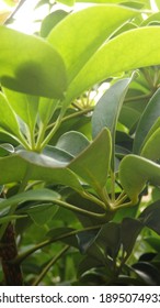 Green Young Leaves Of Schefflera Grandiflora (or Wali Songo Plant In Indonesia). For Indoor, It Can Purify The Air From Smoke Polution. The Leaves And Bark Can Be Used For Some Deseases Treatment.